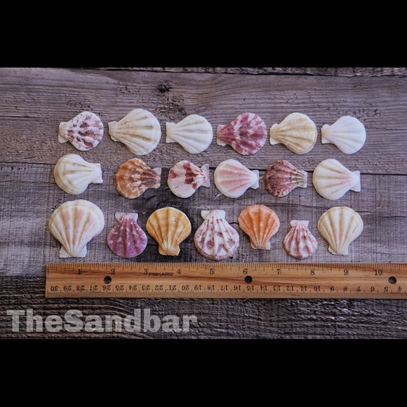 Scallop Shells - Pecten Amiculam Orange Pink White - Picture 2 of 4